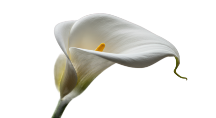 Elegant White Calla Lily Isolated on a Deep Black Background