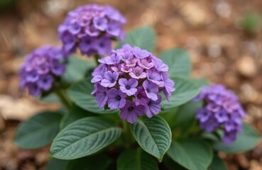 Obraz premium Purple heliotrope flowers bloom with green leaves in a garden setting. The small blossoms form clusters with delicate petals. Soft light filters through the scene.