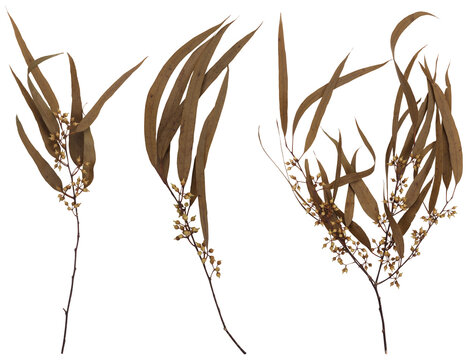 Collection of dried eucalyptus branches