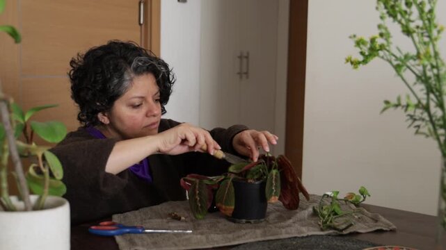 A woman carefully repots and tidies a prayer plant at a home table, using a small trowel to loosen soil and adjust leaves. 