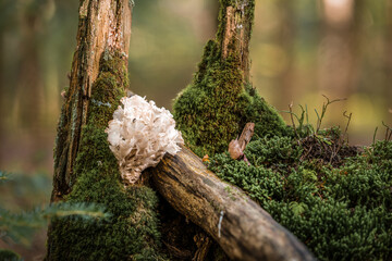Nahaufnahme von Pilzen im Wald auf Moosboden im Herbst in Bayern, Deutschland