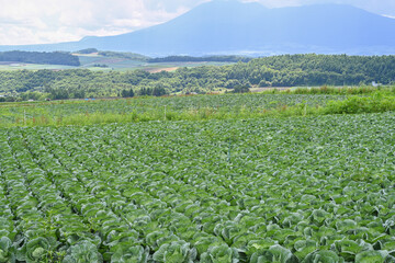 高原に広がるキャベツ畑の風景, 群馬県, 日本
