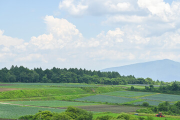 高原に広がるキャベツ畑の風景, 群馬県, 日本