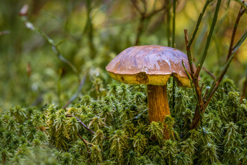 Nahaufnahme von Pilzen im Wald auf Moosboden im Herbst in Bayern, Deutschland