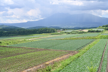 高原に広がるキャベツ畑の風景, 群馬県, 日本