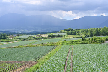 高原に広がるキャベツ畑の風景, 群馬県, 日本