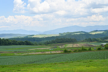 高原に広がるキャベツ畑の風景, 群馬県, 日本