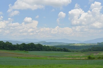 高原に広がるキャベツ畑の風景, 群馬県, 日本