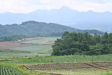 高原に広がるキャベツ畑の風景, 群馬県, 日本