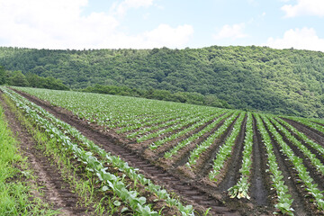 高原に広がるキャベツ畑の風景, 群馬県, 日本