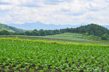 高原に広がるキャベツ畑の風景, 群馬県, 日本