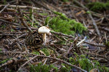 Nahaufnahme von Pilzen im Wald auf Moosboden im Herbst in Bayern, Deutschland