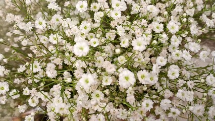 white little flowers in spring, bread of baby 