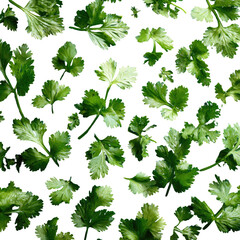 Fresh cilantro leaves pattern over black