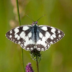 Naklejka premium A butterfly with striking black and white patterns, wings fully spread, perches atop a small, purple flower with green background