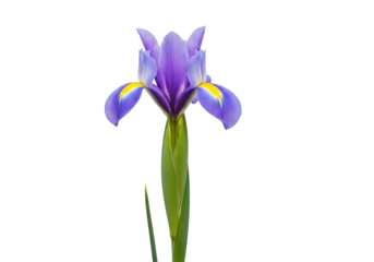 A single, perfectly formed iris flower, lavender-violet petals, yellow markings, green stem, sharp macro studio shot on transparent. Purity and natural elegance concept