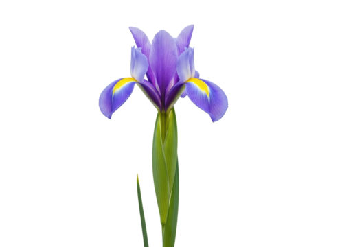 A single, perfectly formed iris flower, lavender-violet petals, yellow markings, green stem, sharp macro studio shot on transparent. Purity and natural elegance concept