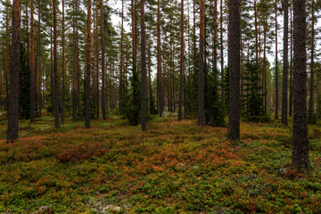 Obraz premium Magical fairytale forest landscape in autumn. 