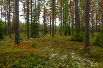 Magical fairytale forest landscape in autumn. 