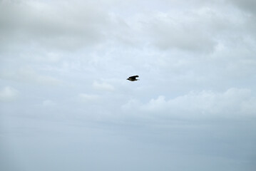 Hooded Crow, Corvus cornix at Viareggio Beach. One sees Details of the crow, feathers and the spout. In the Background there is the beach, the mediterranean sea, pine wood and waves.