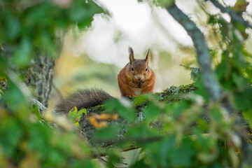 Squirrel cashing food
