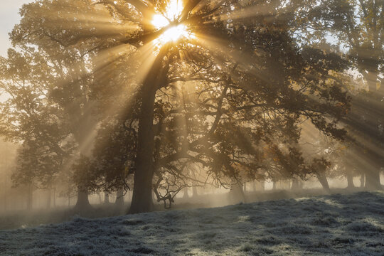 sunrise in the forest