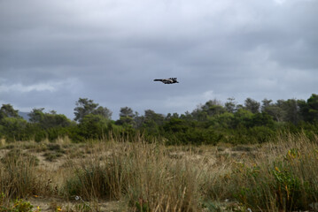 Hooded Crow, Corvus cornix at Viareggio Beach. One sees Details of the crow, feathers and the spout. In the Background there is the beach, the mediterranean sea, pine wood and waves.