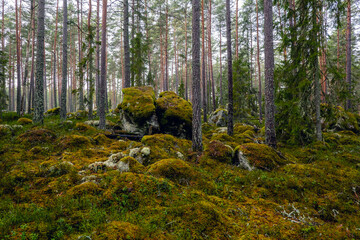 Mossy large boulders in a pine forest. Erratic origin from glaciers.