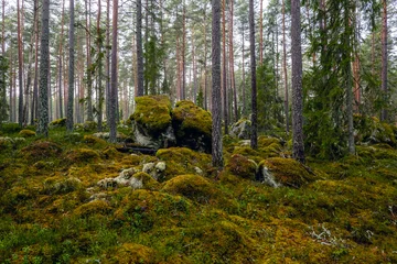 Foto op Canvas Gletsjer Mossy large boulders in a pine forest. Erratic origin from glaciers.  © Conny Sjostrom