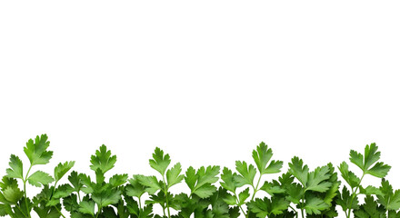 Fresh, vibrant green parsley leaves meticulously arranged as a bottom border on a transparent studio background with extensive copy space, photorealistic food ingredient concept