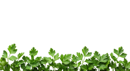Fresh, vibrant green parsley leaves meticulously arranged as a bottom border on a transparent studio background with extensive copy space, photorealistic food ingredient concept
