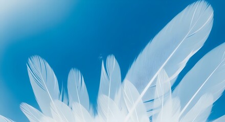 Naklejka premium white feathers background