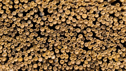 Bamboo Stalks Cross Section Pattern Texture Background Material