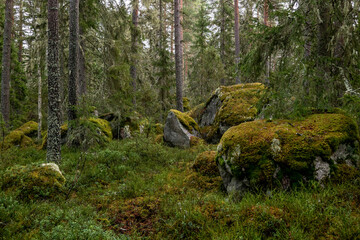 Mossy large boulders in a pine forest. Erratic origin from glaciers.