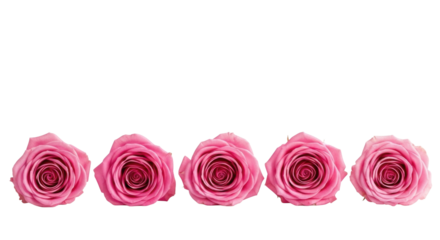 Five pristine pink roses, perfectly formed with vibrant, tightly furled petals, arranged horizontally on a transparent background with soft shadows, concept of elegant natural beauty