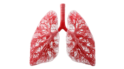 Detailed 3d anatomy of human lungs showing respiratory system bronchial network and medical biology structure concept educational illustration on white background