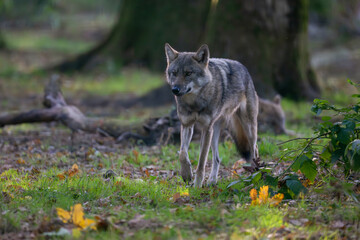 Fototapeta premium Common gray wolf walking in an undergrowth with a congener lying in the background. Canis lupus lupus, Réserve de la Haute-Touche, Azay le Ferron, Indre 36, région Centre, France, Europe