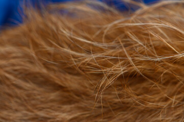 Naklejka premium Close-up texture of red pinscher dog fur