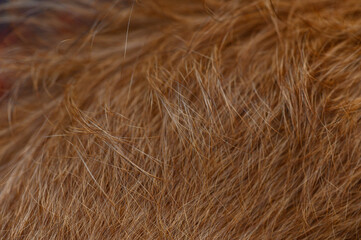 Close-up of smooth red pinscher fur
