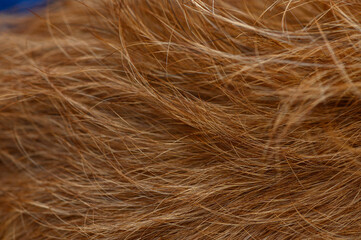 Close-up of red pinscher fur