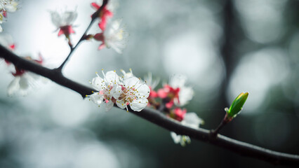Obraz premium Macro photo of spring blossom on a tree branch. Close-up of delicate flower with soft light and natural background, symbolizing renewal and beauty of nature.