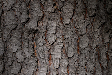 Tree Bark Close-Up Textured Natural Background with Relief