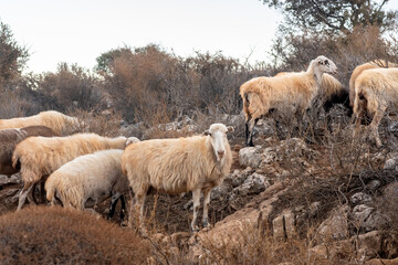 Fototapeta premium peaceful moment in the Cretan mountains, where a herd of sheep grazes freely among dry bushes and rocky terrain. Captured in the warm light of the Mediterranean, this photograph reflects the authentic
