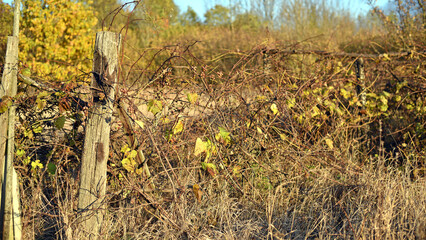 old abandoned vineyard at sunset. Nature, a village garden, dry grass, autumn season. Wine industry, decline, abandonment, unkempt vines. Beautiful landscape outside the city. Warm sunny weather