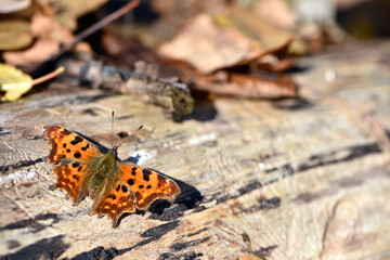 Araschnia levana, map butterfly, on a sunny spring day. Butterfly isolated on a natural background, macro photography. Spring or autumn season. insect in its natural habitat. close-up