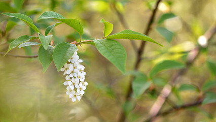 Prunus padus. common bird cherry. flowering tree. small white flowers on a branch. wild growing tree. bird cherry bush in spring, young green leaves. close-up. beauty of nature. natural background