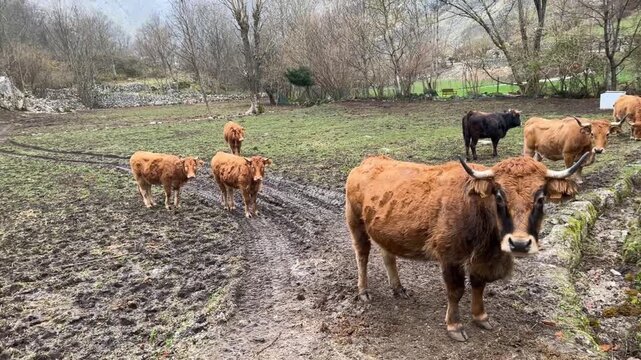 Vacas en el camino en Bulnes Asturias