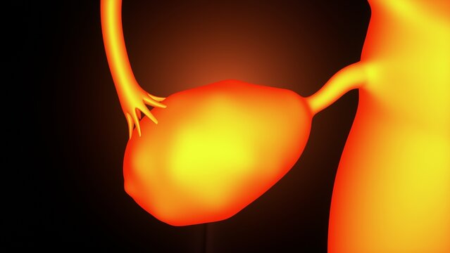 Female ovary anatomy. 3d illustrations
