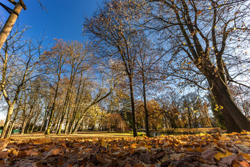 Fototapeta premium The park near the Jasna Gora Monastery in Czestochowa, spring weather, leaves lying on the ground and trees, autumn in the park NMP