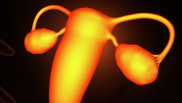 Female ovary anatomy. 3d illustrations